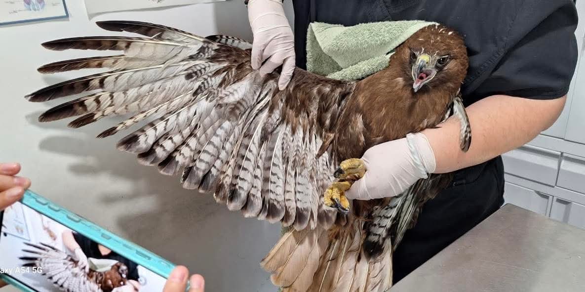 División Ambiental de NL rescata a un ejemplar de halcón cola roja en el municipio de Escobedo