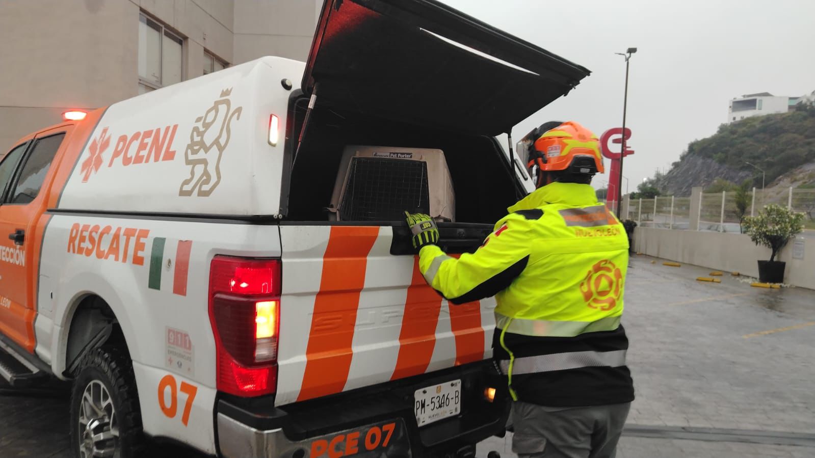 Rescatan a tres gatitos abandonados en zona residencial de Monterrey