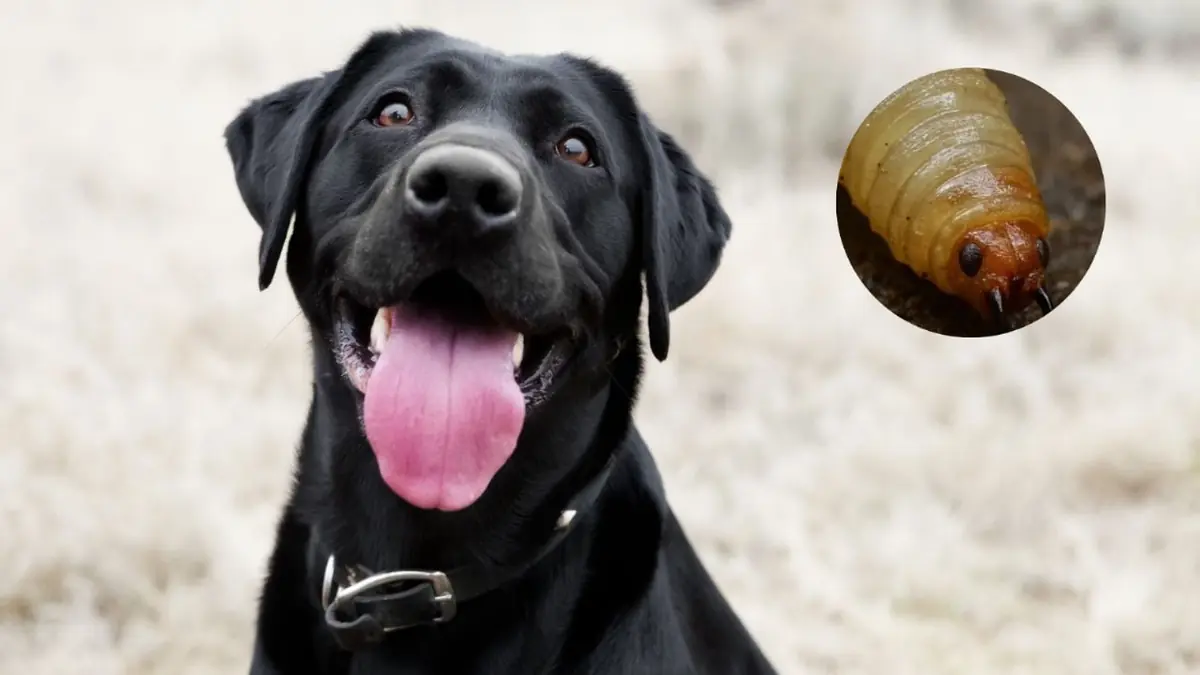 Gusano Barrenador llego a San Pedro Garza García; se detectó en un perro